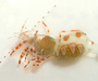 unknown species of cleaner shrimp, Periclimenes, from Fort Macon State Park, NC